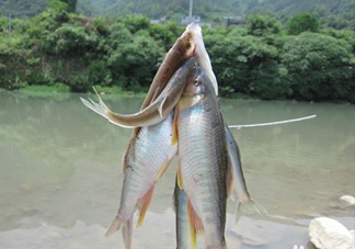 刁子魚怎么挑選？刁子魚怎么做好吃