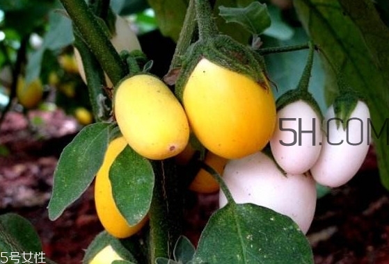 蛋樹果實(shí)可以吃嗎？蛋樹長(zhǎng)什么樣