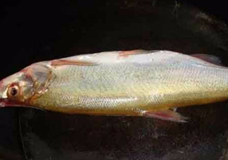 刁子魚是什么魚？刁子魚是翹嘴鲌嗎