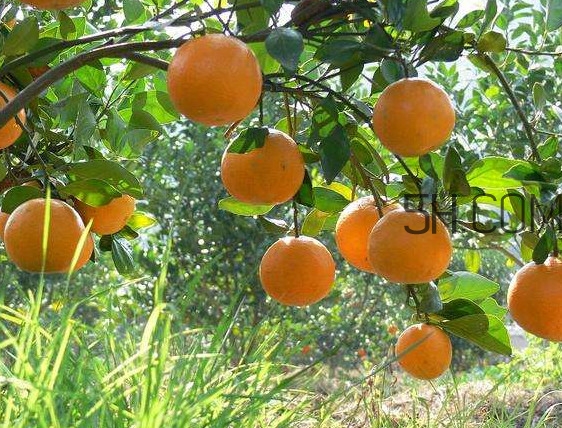 貢柑怎么預(yù)防裂果？貢柑種植管理技術(shù)