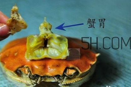 螃蟹的屎在哪里？螃蟹的屎和蟹黃怎么分辨？