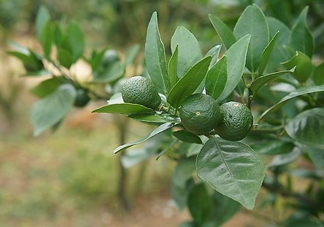貢柑怎么預(yù)防裂果？貢柑種植管理技術(shù)