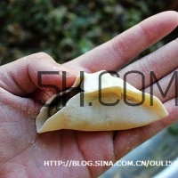 餃子和面用熱水還是冷水？餃子和面要醒多長時間？