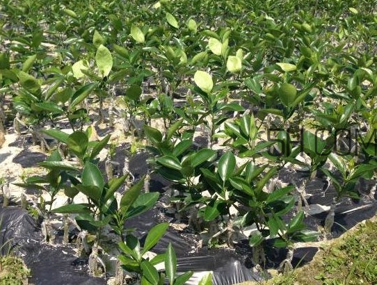 貢柑怎么預(yù)防裂果？貢柑種植管理技術(shù)