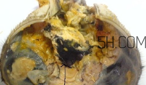 螃蟹的屎在哪里？螃蟹的屎和蟹黃怎么分辨？