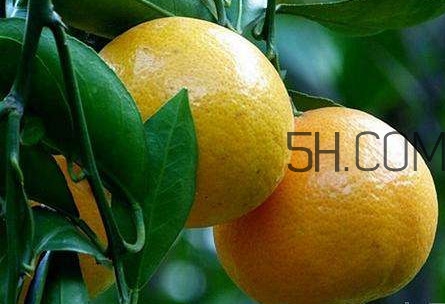 貢柑怎么預(yù)防裂果？貢柑種植管理技術(shù)