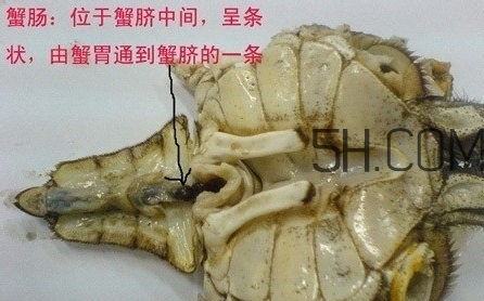 螃蟹的屎在哪里？螃蟹的屎和蟹黃怎么分辨？