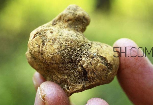 白松露是什么？白松露的功效與作用