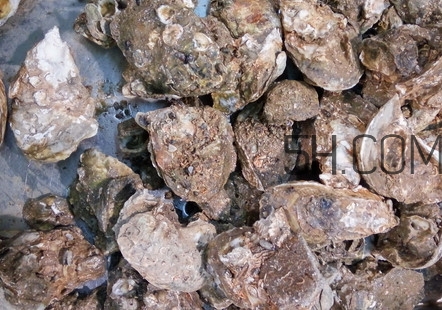 海蠣子有什么營養(yǎng)價(jià)值？海蠣子蒸多長時(shí)間