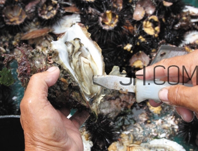 海蠣子壯陽嗎？海蠣子有寄生蟲嗎