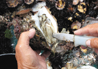 海蠣子壯陽嗎？海蠣子有寄生蟲嗎