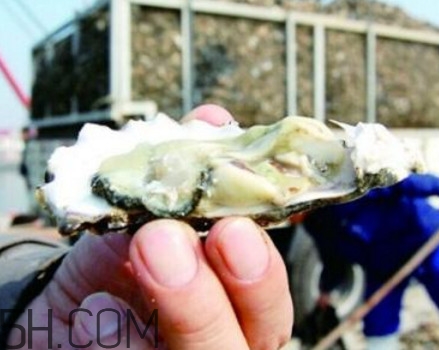 海蠣子是寒性的嗎？海蠣子是蒸還是煮好吃