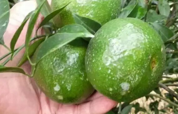 新會(huì)柑哪里的最好？新會(huì)柑什么時(shí)候有