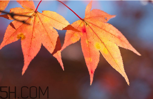 秋天犯困頭暈怎么辦？秋天吃什么補(bǔ)身體？