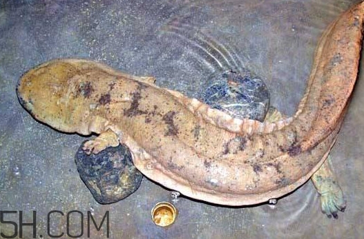 娃娃魚吃什么？娃娃魚是國家?guī)准壉Ｗo動物