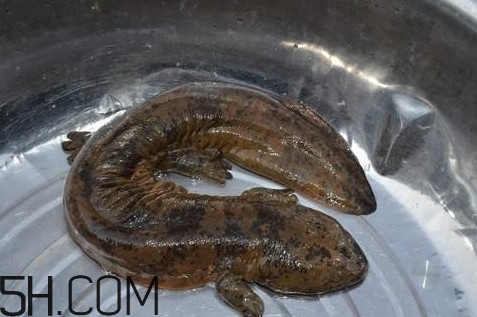 娃娃魚(yú)是魚(yú)嗎？娃娃魚(yú)買(mǎi)賣(mài)違法嗎？