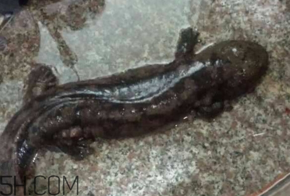 娃娃魚什么時候會叫？娃娃魚為什么叫娃娃魚