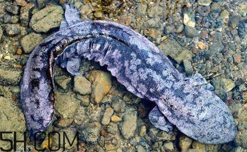 娃娃魚(yú)是魚(yú)嗎？娃娃魚(yú)買(mǎi)賣(mài)違法嗎？