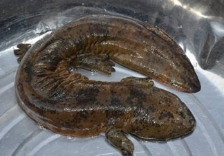 娃娃魚是魚嗎？娃娃魚買賣違法嗎？
