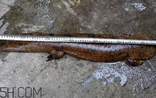 野生娃娃魚(yú)和養(yǎng)殖娃娃魚(yú)有什么區(qū)別？娃娃魚(yú)有毒嗎
