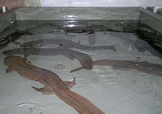 娃娃魚什么時(shí)候會(huì)叫？娃娃魚為什么叫娃娃魚