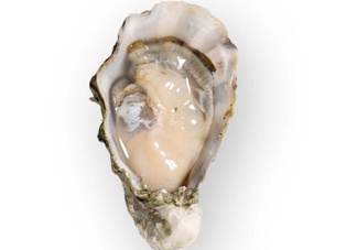 海蠣子是發(fā)物嗎？海蠣子什么人不能吃