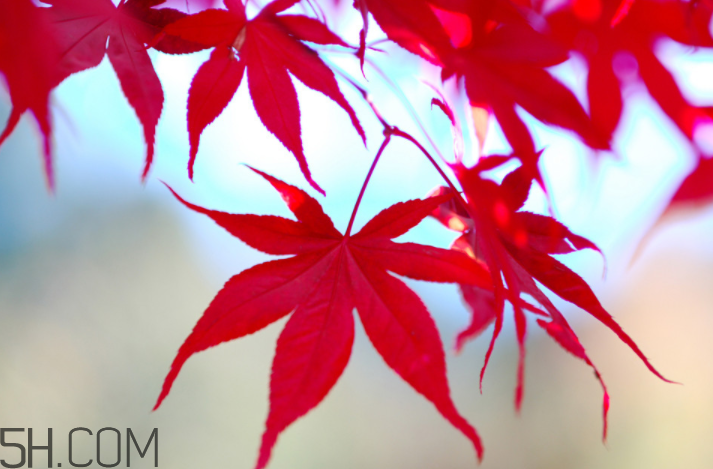 楓葉幾月份最紅？楓葉幾月的時候最美？