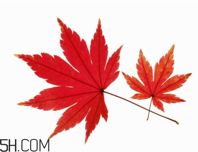 楓葉可以用來做什么？楓葉可以染頭發(fā)嗎？