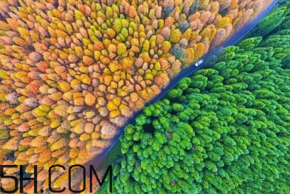楓葉可以用來做什么？楓葉可以染頭發(fā)嗎？