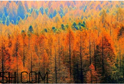 楓葉可以用來做什么？楓葉可以染頭發(fā)嗎？