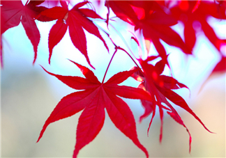 楓葉幾月份最紅？楓葉幾月的時候最美？