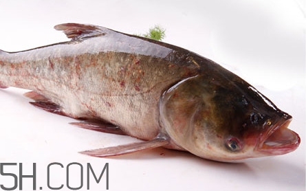 胖頭魚是花鰱魚嗎？胖頭魚是河魚還是海魚