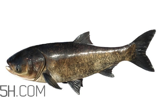 胖頭魚為什么叫胖頭魚？胖頭魚能長到多大