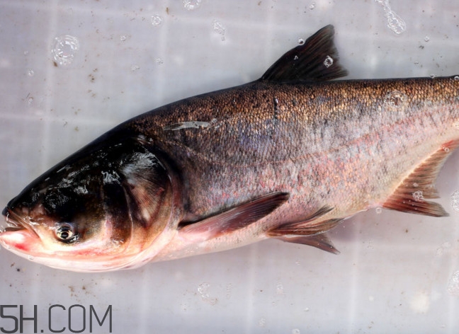 胖頭魚有什么營養(yǎng)？胖頭魚是鰱魚嗎