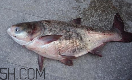 胖頭魚是花鰱魚嗎？胖頭魚是河魚還是海魚