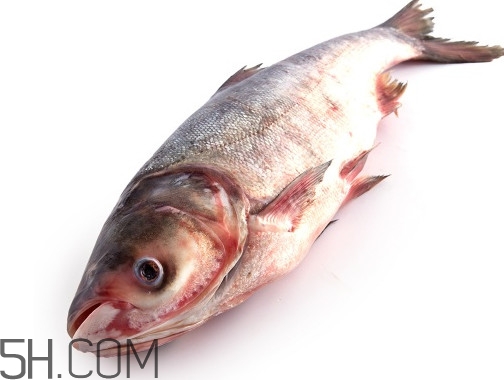 胖頭魚為什么叫胖頭魚？胖頭魚能長到多大