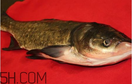 胖頭魚為什么叫胖頭魚？胖頭魚能長到多大
