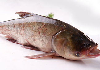 胖頭魚是花鰱魚嗎？胖頭魚是河魚還是海魚