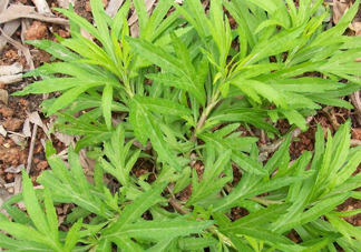 擇藜蒿手臟怎么洗？藜蒿和水芹菜的區(qū)別
