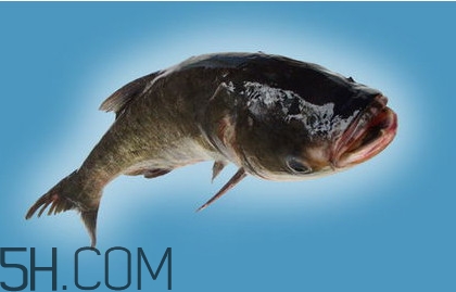 胖頭魚吃什么？胖頭魚怎么殺