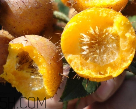 刺梨能降血壓嗎？刺梨是哪里的特產(chǎn)