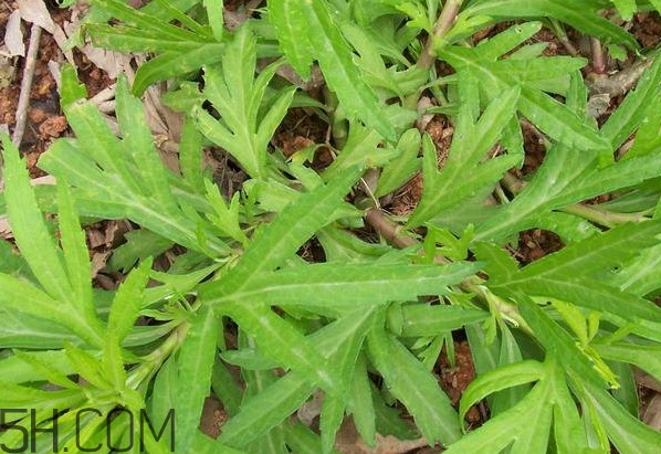 擇藜蒿手臟怎么洗？藜蒿和水芹菜的區(qū)別