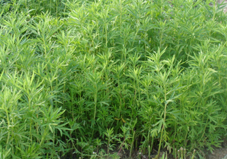 藜蒿是什么植物？藜蒿怎么種植