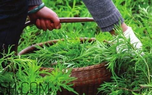 藜蒿多少錢一斤？藜蒿和蘆蒿是同一種菜嗎？