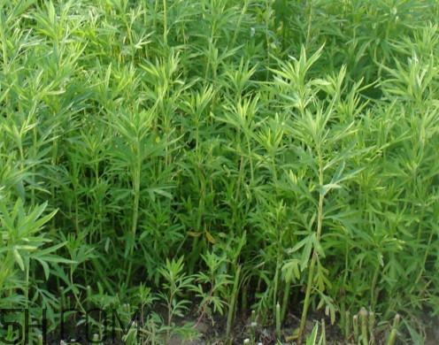 藜蒿是什么植物？藜蒿怎么種植