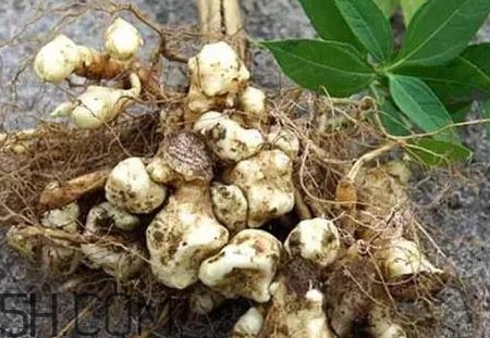 菊芋怎么做好吃？菊芋怎么腌制