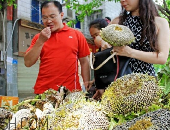 葵花籽不能和什么一起吃？葵花籽什么時候成熟