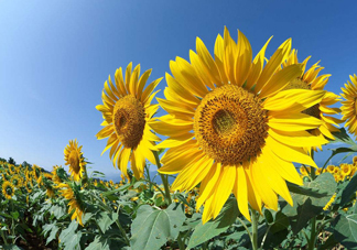 向日葵什么時(shí)候開(kāi)花？向日葵什么時(shí)候成熟