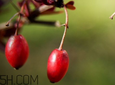 山茱萸什么時候成熟？山茱萸什么時候結(jié)果？