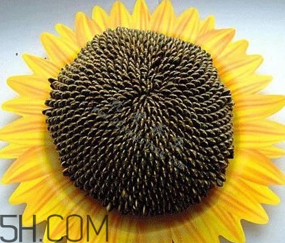 葵花籽是什么？葵花籽和瓜子的區(qū)別